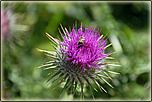 Ausleitung Entgiftung Phytotherapie, Mariendiestel