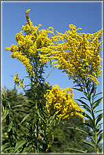 Goldrute Ausleitung Phytotherapie Naturheilkundepraxis Schneider