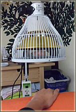 TDP Lampe zum erwärmen der Meridiane